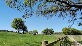 Feldweg mit Bäume und blauem Himmel